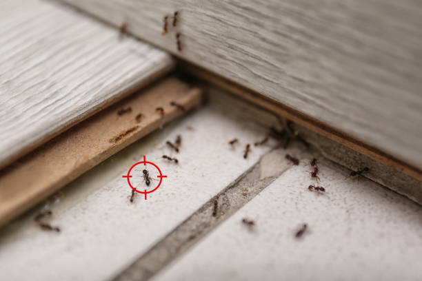 Best Emergency Pest Control  in Quanah, TX