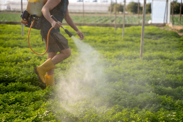 Best Insect Control  in Quanah, TX
