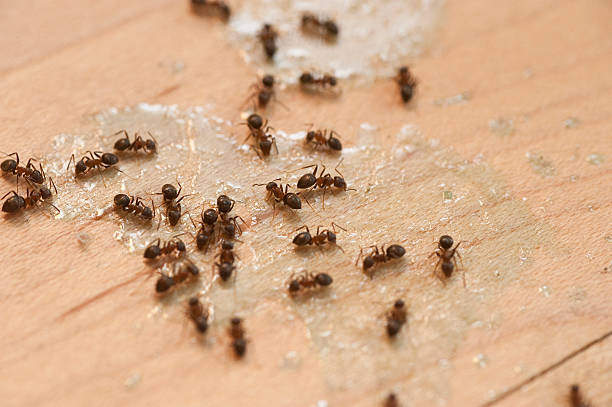 Best Wildlife Control Services  in Quanah, TX